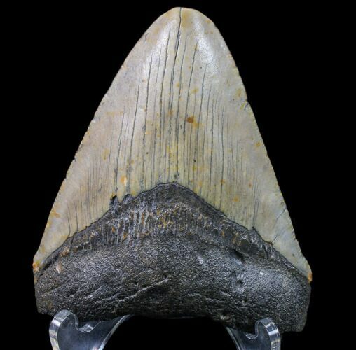 Bargain, Megalodon Tooth - North Carolina #80828